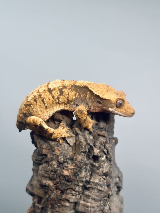 Gekon orzęsiony samica możliwe terrarium