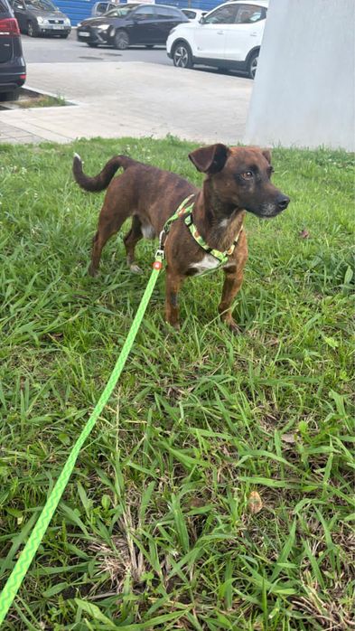Cão macho para adoção responsável