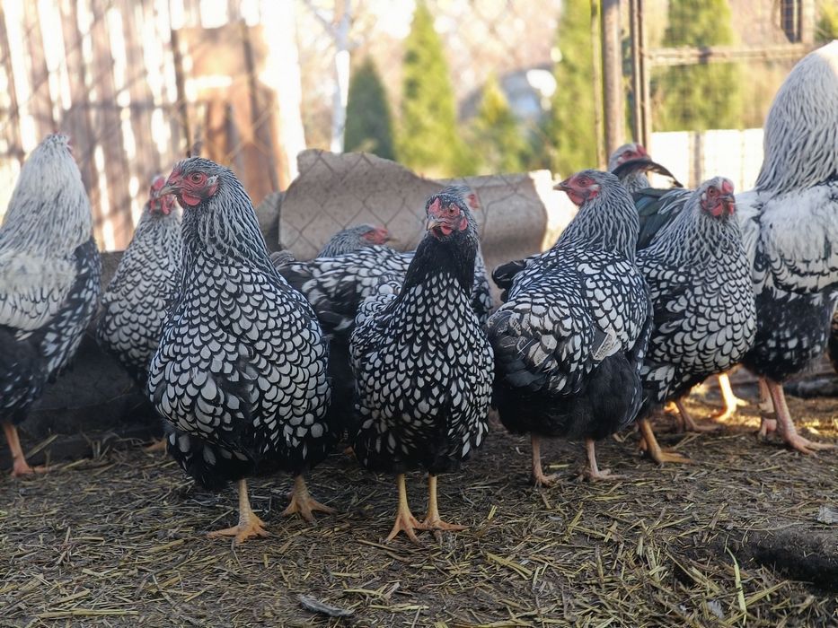 Продам пару півень і курка віандот срібло.