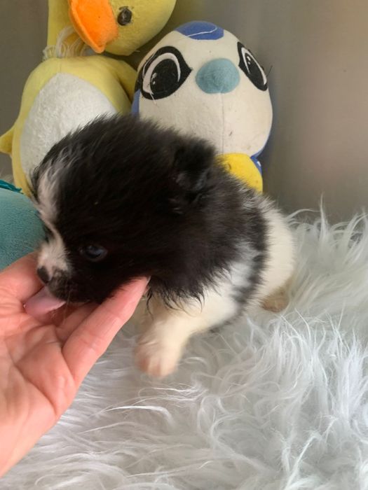Spitz bebé lindo