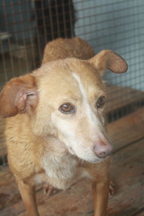 Sol - podengo porte medio