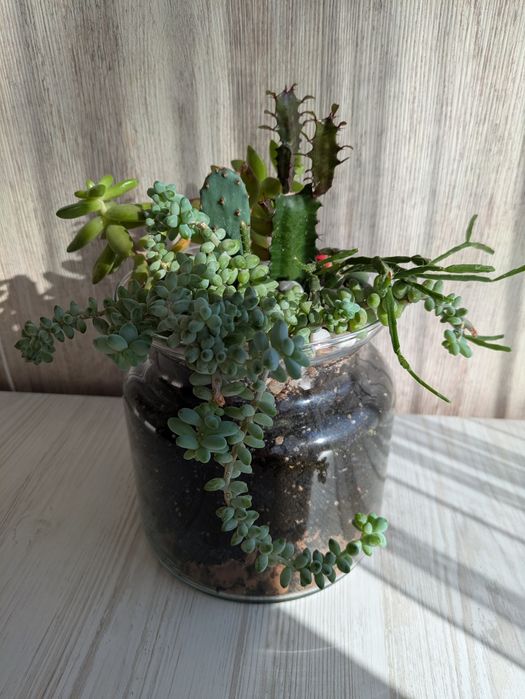 Композиція сукулентів і кактусів, подарунок, декор, вазони