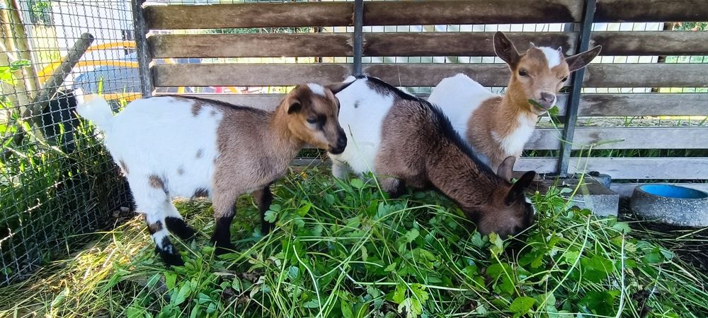 Cabras micro anãs