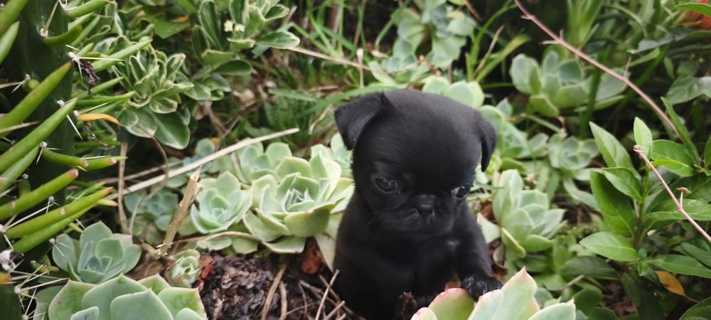 Pug carlin criado em ambiente familiar disponível para entrega imediata desparasitado vacinado pais á vista possibilidade de entrega ao domicilio Env