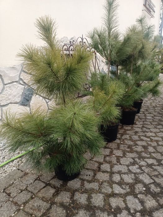 Sosna Wejmutka Pinus Strobus