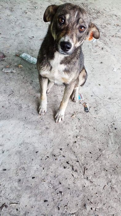 Молоді, стерилізовані собачки в добрі руки