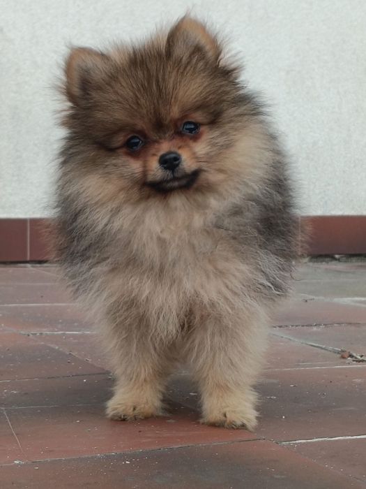 Suczka szpic miniaturowy pomeranian ZKwP