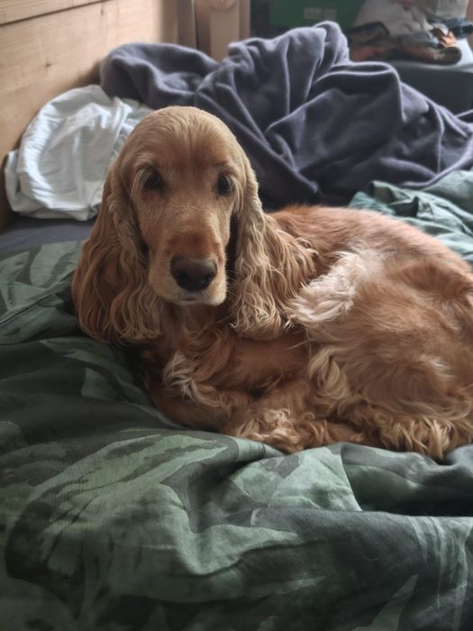 Cocker spaniel - adopcja