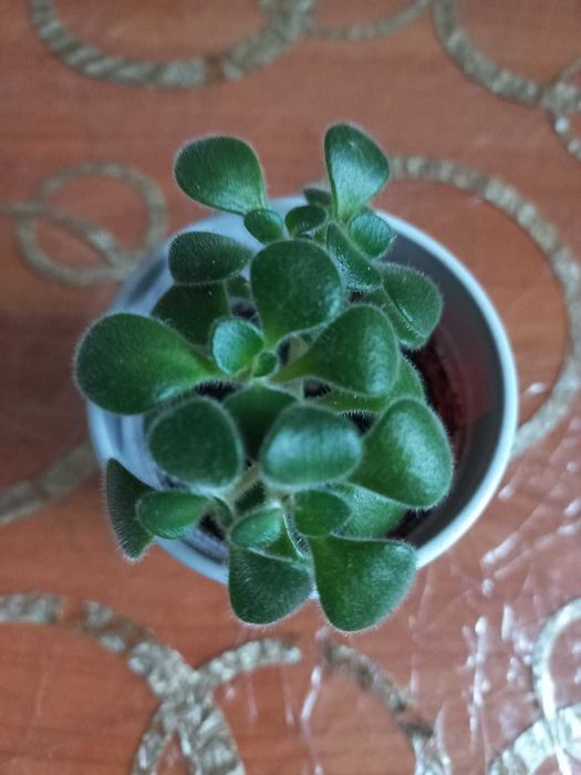 Распродажа  цветов. Только Харьков