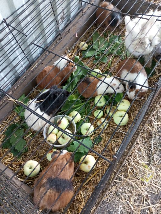 Морські свинки  є дівчатка та хлопчики