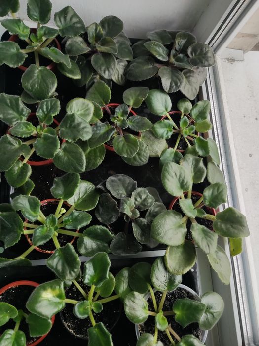 Фиалки молодые кустики