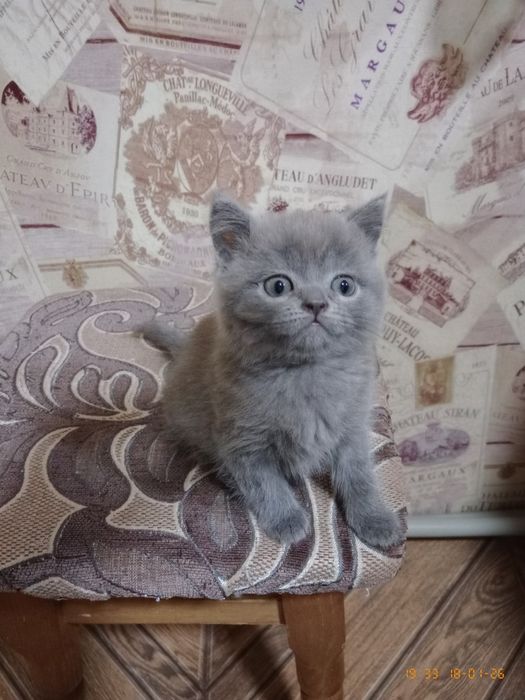 Продам шотландського хлопчика та дівчинку