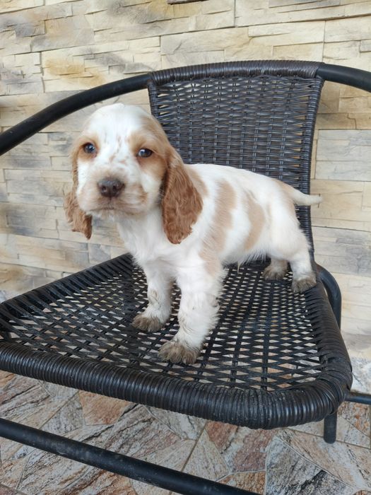 Cocker spaniel angielski pies