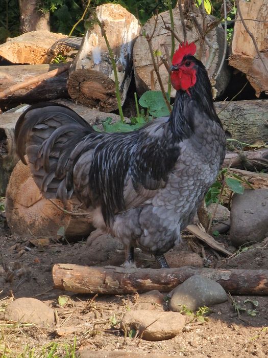 Koguty Australorp 3 kolory