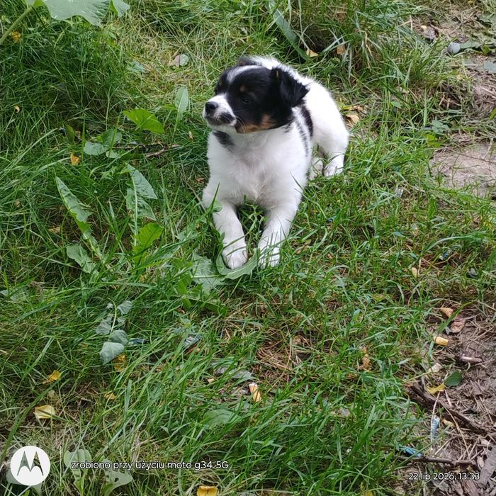 Suczki do adopcji