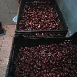 Castanhas frescas Marinha Grande