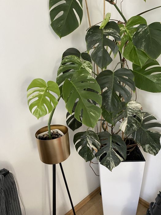 Monstera deliciosa variegata constellation