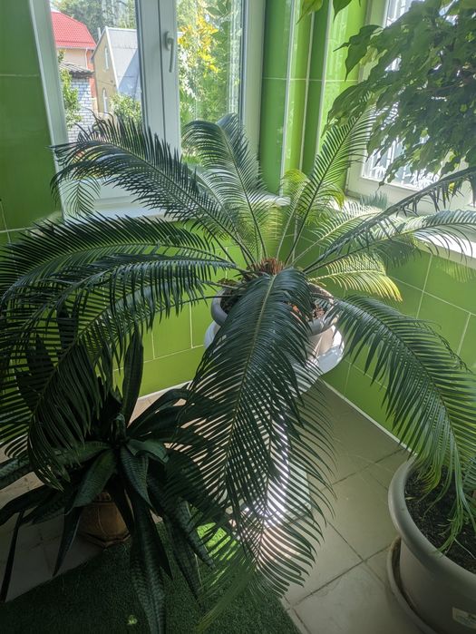 Продам великій Цикас