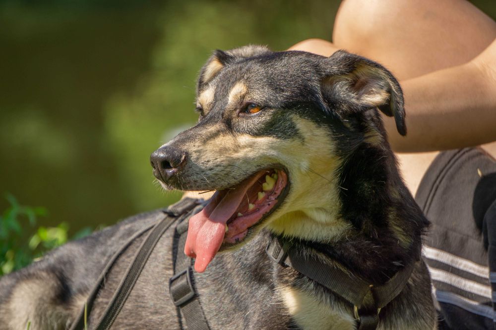 Guffi- mlody pies do adopcji