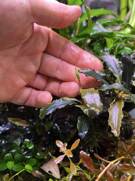 Bucephalandra „Mini red”