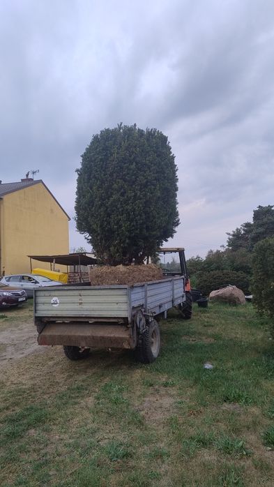 Ogromne drzewo Cis Hicksii 35 lat