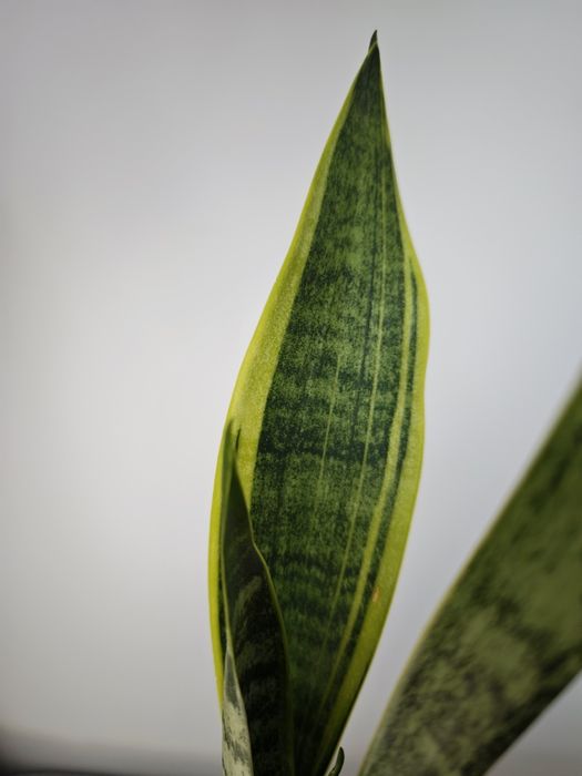 Sansevieria Blury White spot