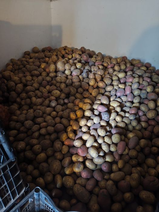 продам домашню картоплю