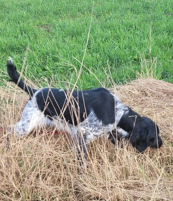 Piesek Spaniel Bretoński (Epagneul Breton) FCI