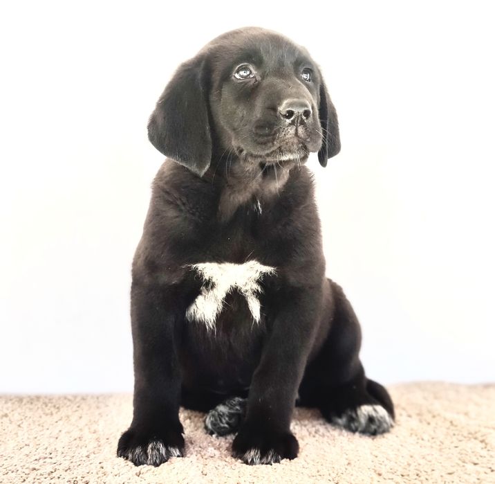 Mastin Espanhol Puro