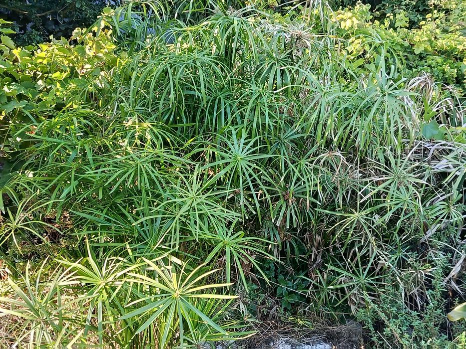 Plantas marginais margem para lagos filtros ou jardim - papiros varios e lirios de agua