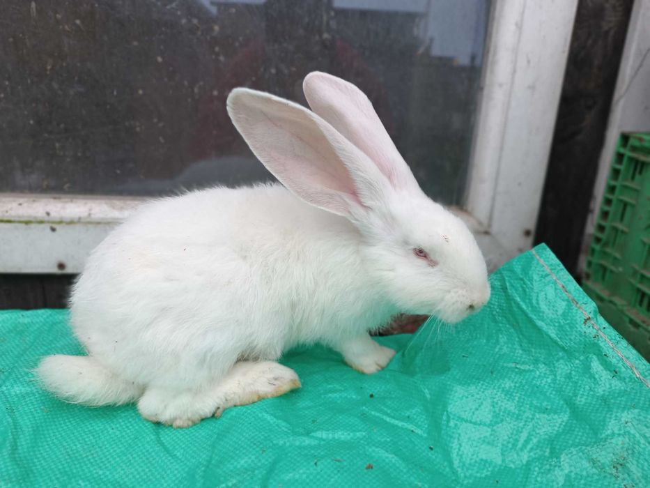 Belgijski Olbrzym Biały