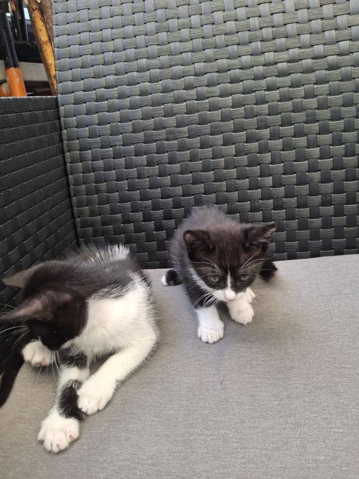 Doa-se gatinhos