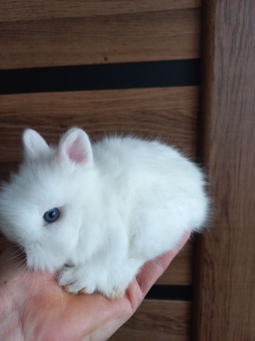 Декоративні кролики