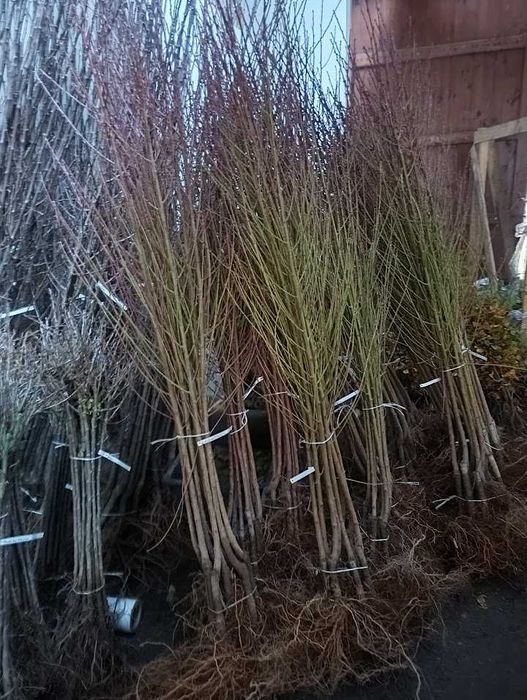 Sprzedam zdrowe, silne sadzonki drzewek owocowych.