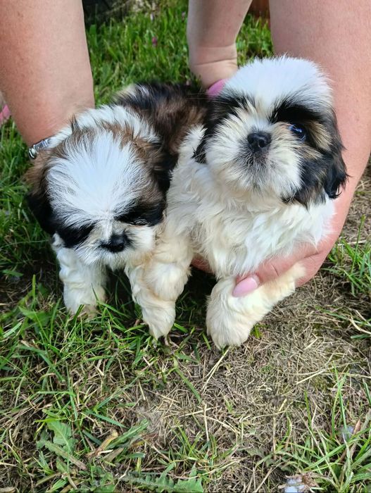 Sprzedam shihtzu