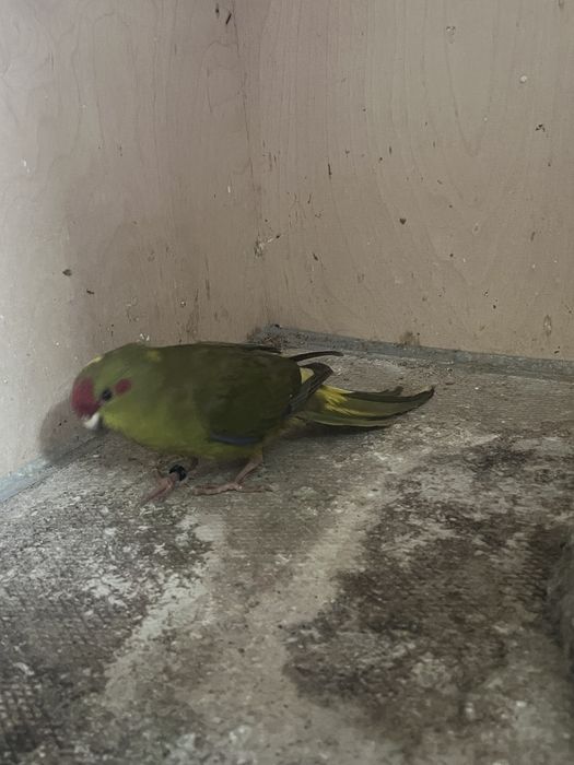 Kakarikis varias cores