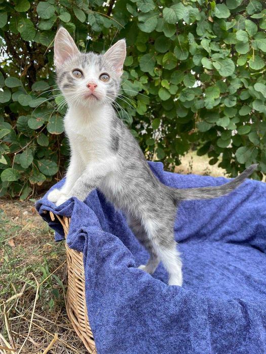 Кошеня, дівчинка, 2-2,5 міс. в пошуках сім'ї