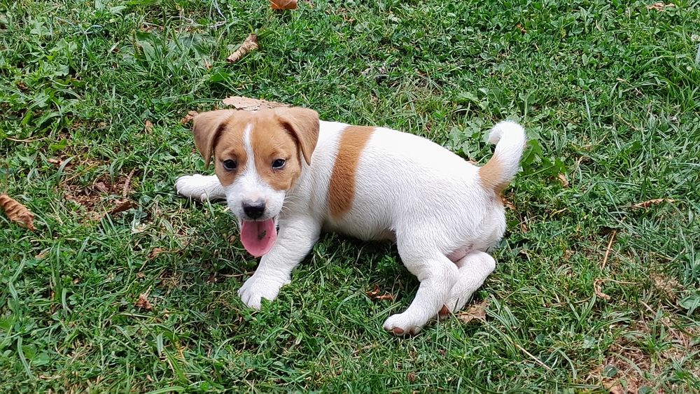 Jack Russell Terrier