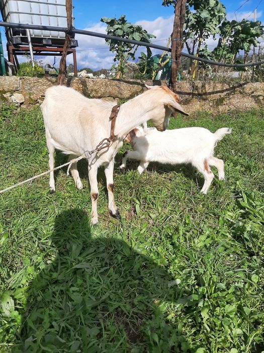Vendo Cabrito de boa raça
