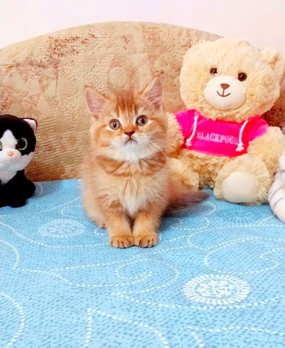 Шикарний котик золота шоколадна шиншила