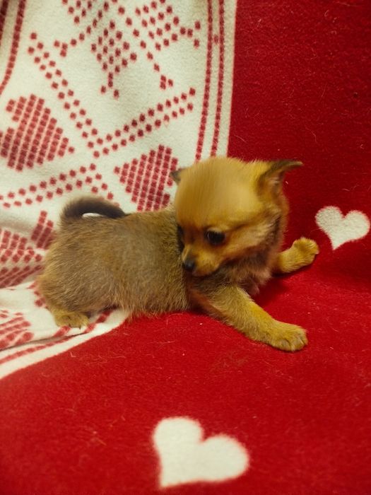 Дівчинка Той тер'єр.