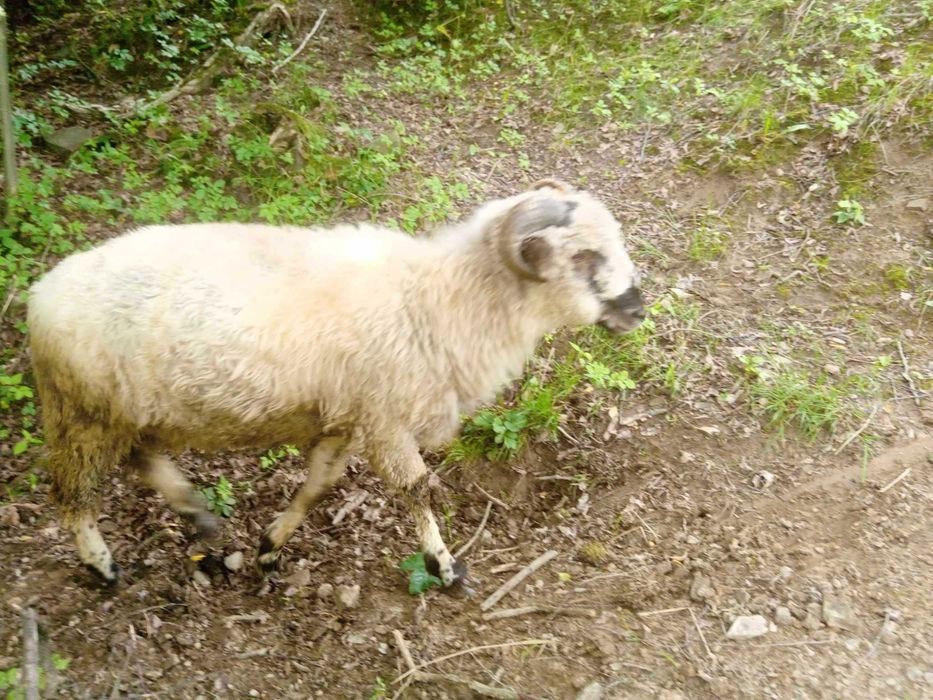 owieczka 1,5 roku do sprzedania