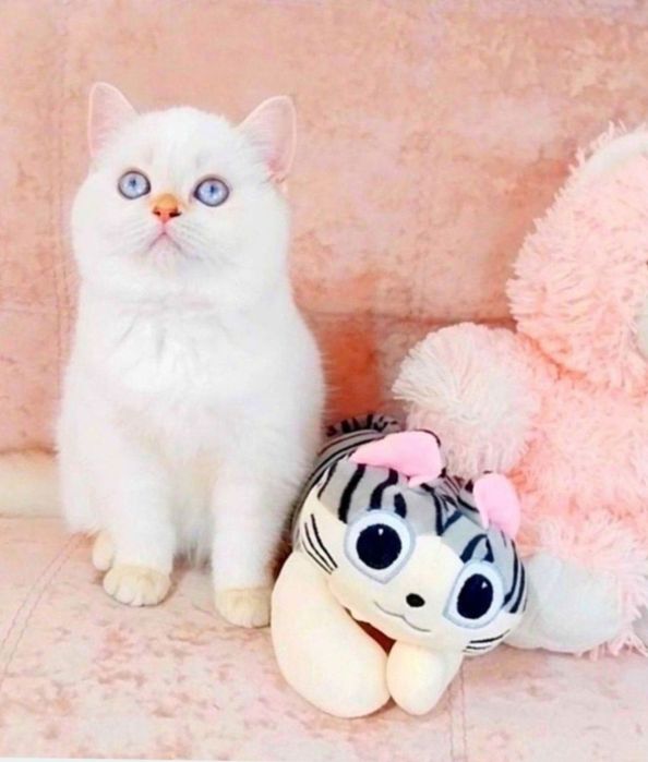 Чарівна голубоока дівчинка красунечка чекає на свою сім'ю