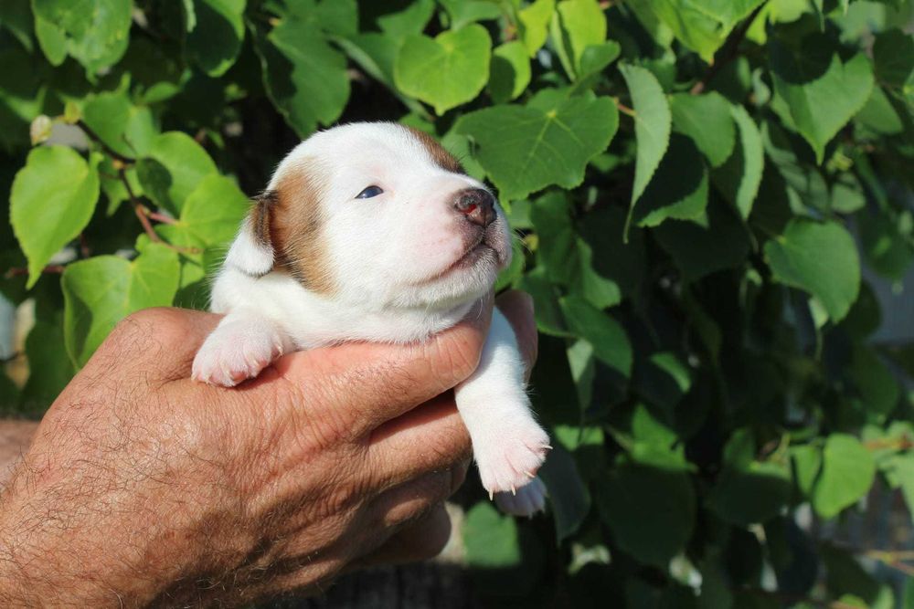 Cachorro Jack Russel TOP