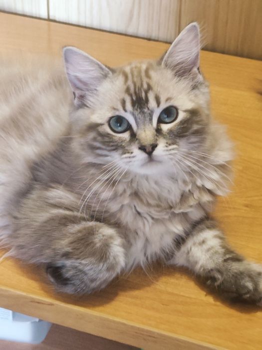 Ragdoll Kotka Cherubim Seal Lynx rodowód międzynarodowy