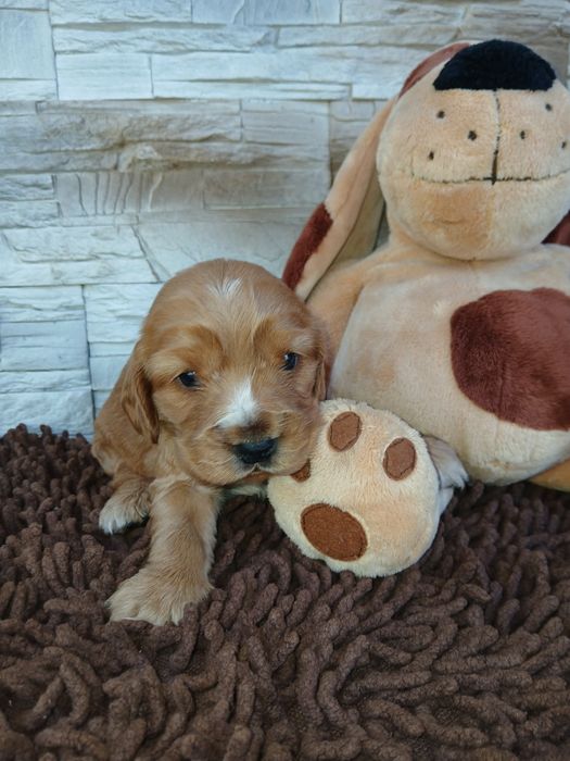 Cocker Spaniel Angielski sunia