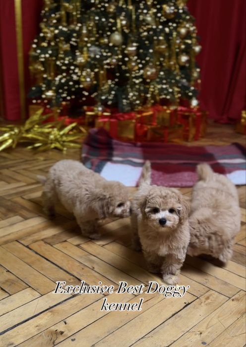 Міні карамельні цуценята мальтіпу. Найкрасивіші мальтіпу ф1