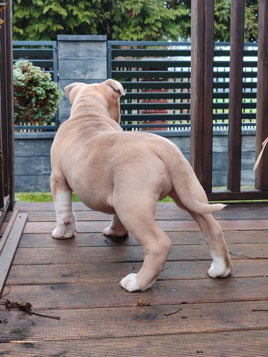 Szczeniak rasy American Staffordshire Terrier