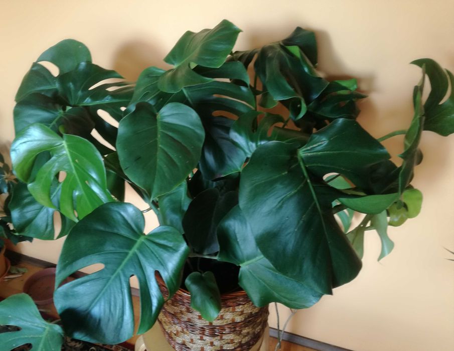 Monstera rozłożysta 80x110