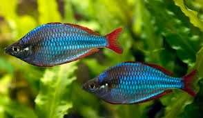 Акваріумні рибки